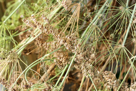 Mature dill  and fennel seeds as backgroundの写真素材