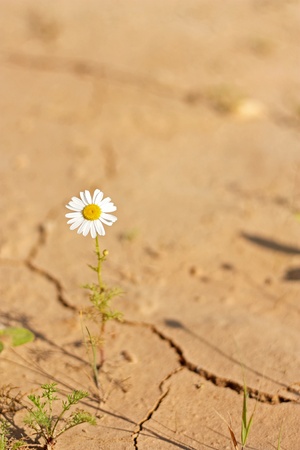 Strong bright lonely chamomile in desert in summerの写真素材