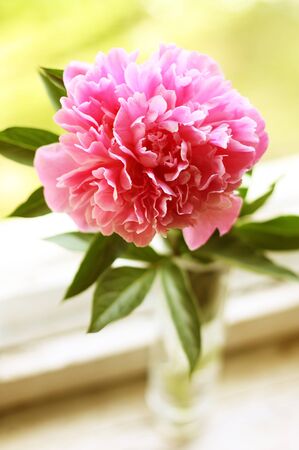 One pink peony is in the vase on the windowsillの写真素材