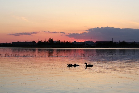 Birds family swimming in the lake in sunsetの写真素材
