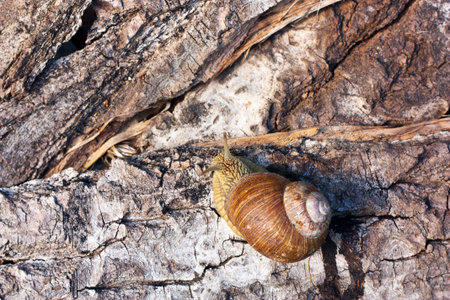 Snail crawling on the bark of a tree
