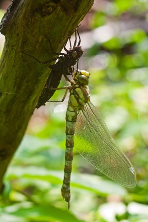 Dragonfly eating a bugの写真素材