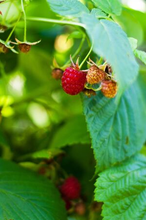 Juicy red ripe raspberry in the garden in summerの写真素材