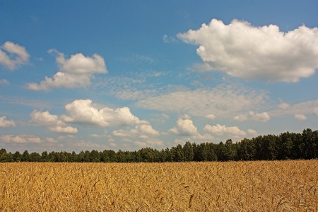 Wheat field on a bright sunny day in summerの写真素材