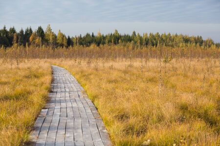 Road in the yellow autumn fild at the swampの写真素材