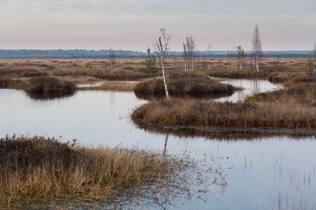 Swamp with creek in the autumnの写真素材