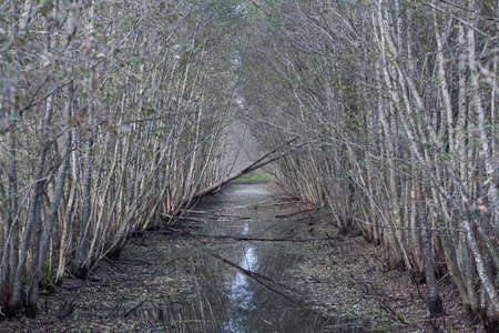 Creek between bushes at the swampの写真素材