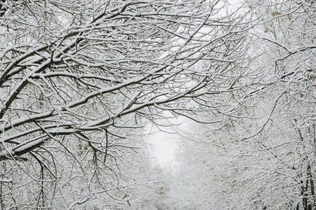 Snow on the branches in December