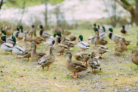 Group of ducks in the park in autumnの写真素材