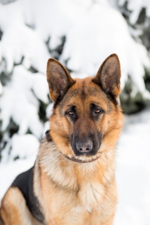 Portrait of German Shepherd closeup outdoor in winterの写真素材