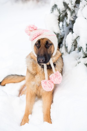 German shepherd dog wearing winter hat and sitting on snowの写真素材