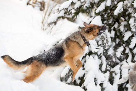 Obedient adult German Shepherd jumping on snowの写真素材