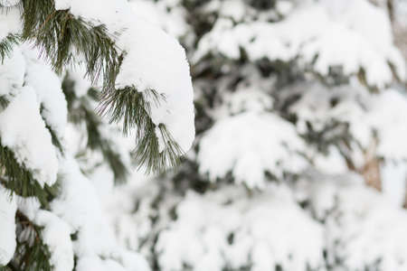Snow on the branches in the park near to the road in Decemberの写真素材