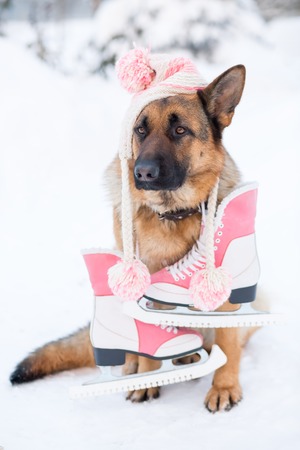 Funny dog sitting on snow ready for winterの写真素材