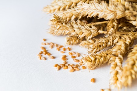 Golden ripe wheat on white background with copy spaceの写真素材