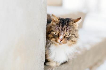 Cat sitting at bright brown background, copy spaceの写真素材