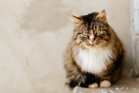 Beautiful angry cat sitting on stairs and looking at camera, copy spaceの写真素材