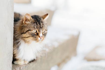 Cat sitting at bright brown background, copy spaceの写真素材