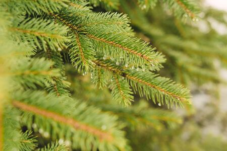 Beautiful spring background with spruce branch, eavesdropの写真素材