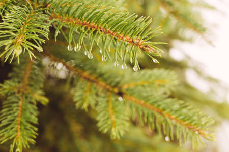 Beautiful spring background with spruce branch, eavesdropの写真素材