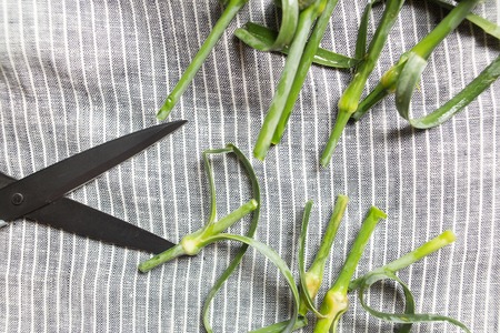 Cutting of green stems of flowers on textile backgroundの写真素材