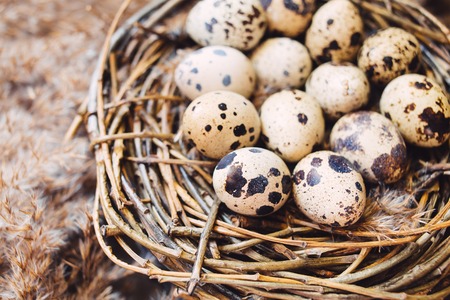 Nest of twigs with quail eggs on closeupの写真素材