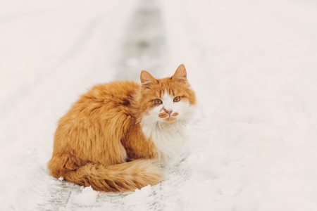 Beautiful fluffy red-headed cat sitting at the snowy road and looking at camera in winter, copy spaceの写真素材