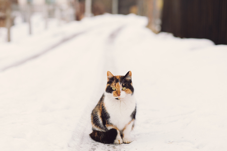 Beautiful black and red-headed cat sitting at the snowy road and looking at camera in winter, copy spaceの写真素材