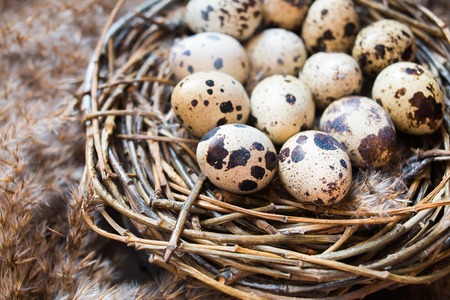 Nest from twigs with quail eggs on closeupの写真素材
