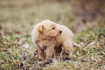 Cute sad homeless puppy standing on the tree in fieldの写真素材