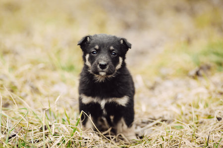 Cute little sad black stray puppy sitting on the grass in fieldの写真素材
