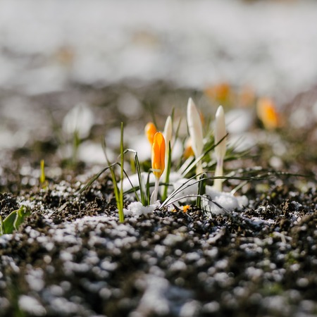 Springtime background with sprouts of yellow sunny crocuses, copy spaceの写真素材