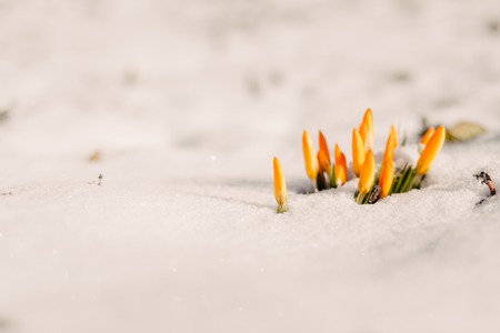 Yellow crocuses buds on snow with sunlight, copy spaceの写真素材