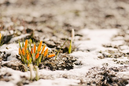 Yellow crocuses buds on snow with sunlight, copy spaceの写真素材
