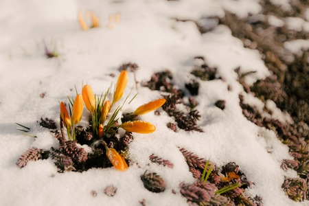 Springtime background with sprouts of yellow sunny crocuses, copy spaceの写真素材