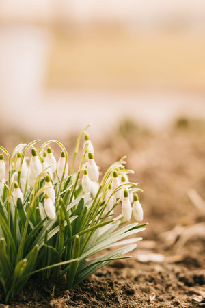 White snowdrops bouquet in the spring, selective focus, copy space
