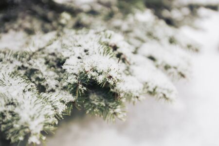 Snowfall and rime on spruce closeup backgroundの写真素材
