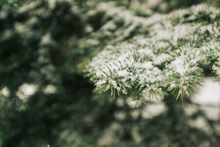 Snowfall and rime on spruce closeup background, copy spaceの写真素材