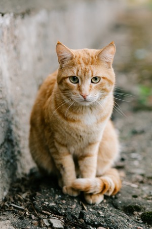 Beautiful red-headed cat sitting at the house and looking at camera, copy spaceの写真素材