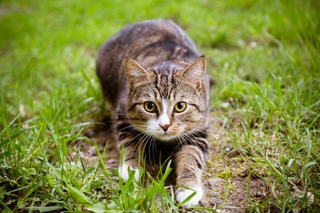 Beautiful multicolor funky cat sitting on grass and looking at cameraの写真素材