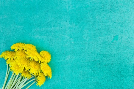 Sunny yellow flowers dandelions on blue background, top view, copy spaceの写真素材