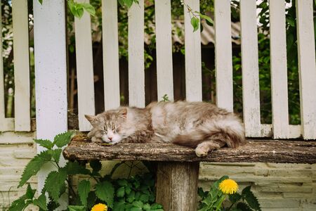 Lazy domestic grey cat resting on the bench outdoor in summer, copy spaceの写真素材