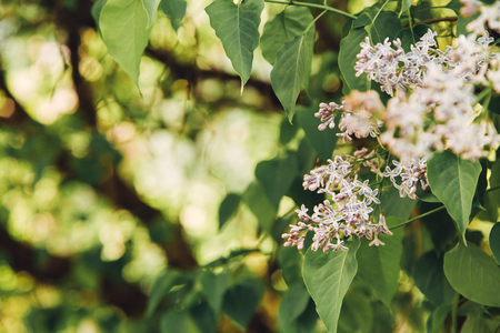 Lilac flowers outdoor in summer, copy space, selective focusの写真素材