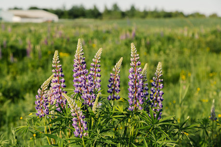 Blossoming purple lupines with a house behind, floral summer backgroundの写真素材