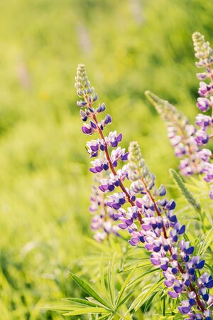 Blossoming purple lupines in meadow, floral summer background with copy space, selective focusの写真素材