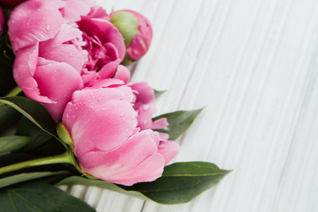 Fresh peonies flowers with dew drops on white wooden background, copy space, selective focusの写真素材
