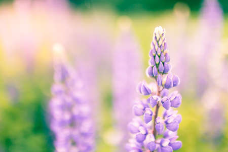 Blossoming purple lupines in meadow, floral summer background with copy space leftの写真素材