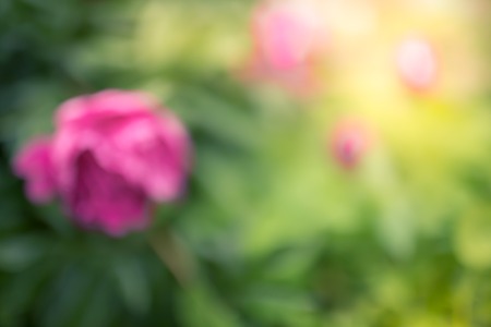 Fresh peonies flowers with dew drops on white wooden background, copy space, selective focusの写真素材