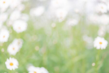 Blurred abstract white and green background of chamomile flowers, copy space, lens blurの写真素材