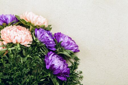 Purple asters on grey background in studio, flowers background with copy space, selective focusの写真素材